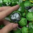 Вулканічний органічний улун ГАБА Те Гуань Інь - аромат квітів та свіжоспеченого хліба, Перлина Дракона 8г, Китай
